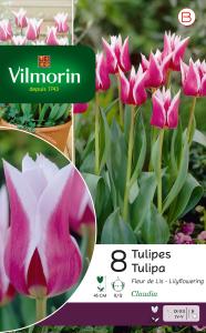 Tulipe fleur de lis Claudia (x8)